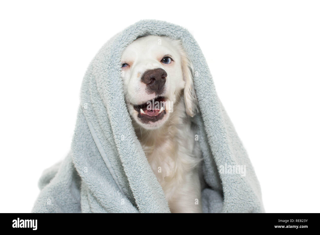 DOG BATHING. FUNNY DOG WITH BLUE EYES WRAP WITH A COLORED TOWEL WAITING FOR A SHOWER. ISOLATED