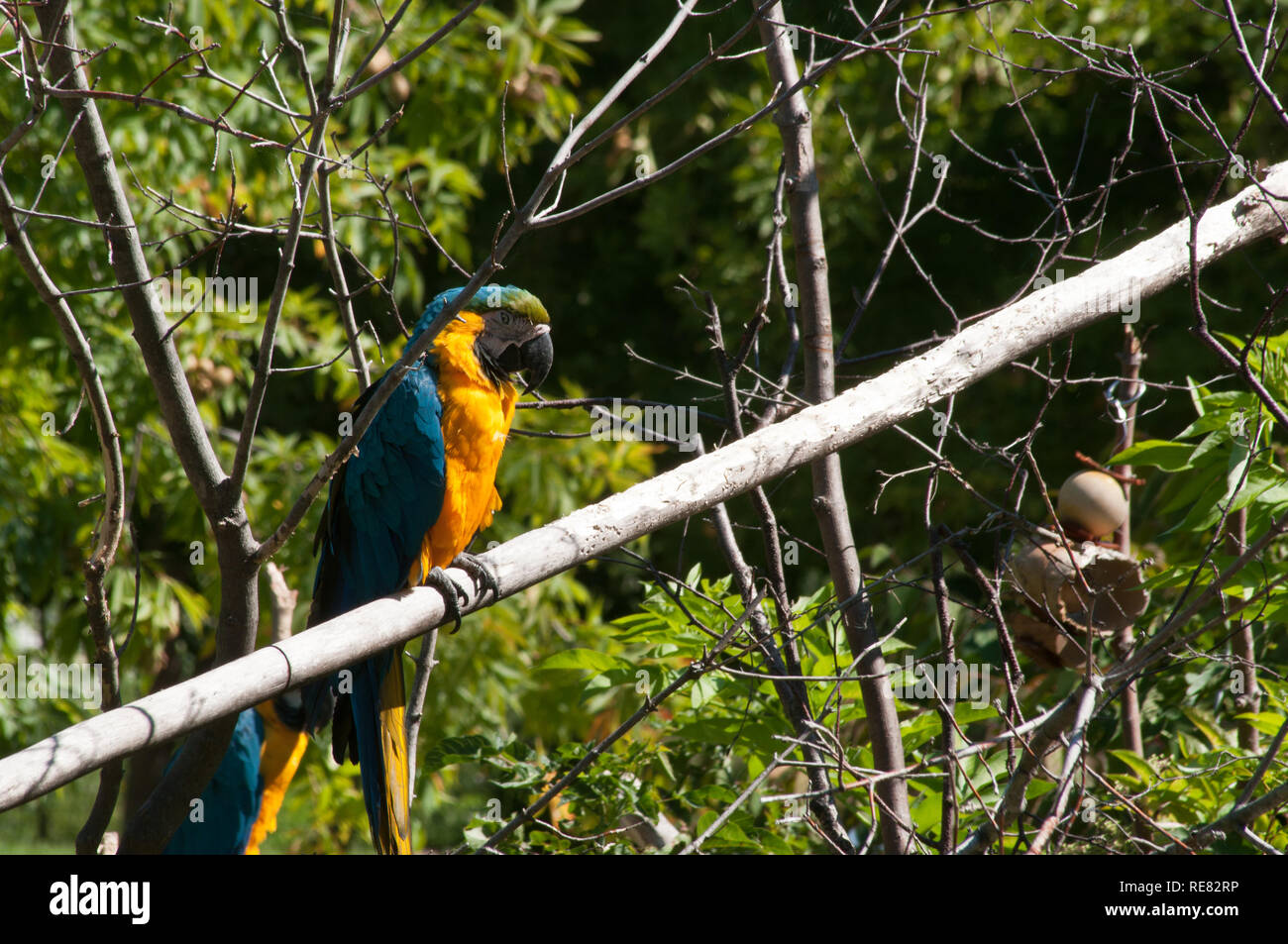 Animals in the Toronoto Zoo Stock Photo - Alamy