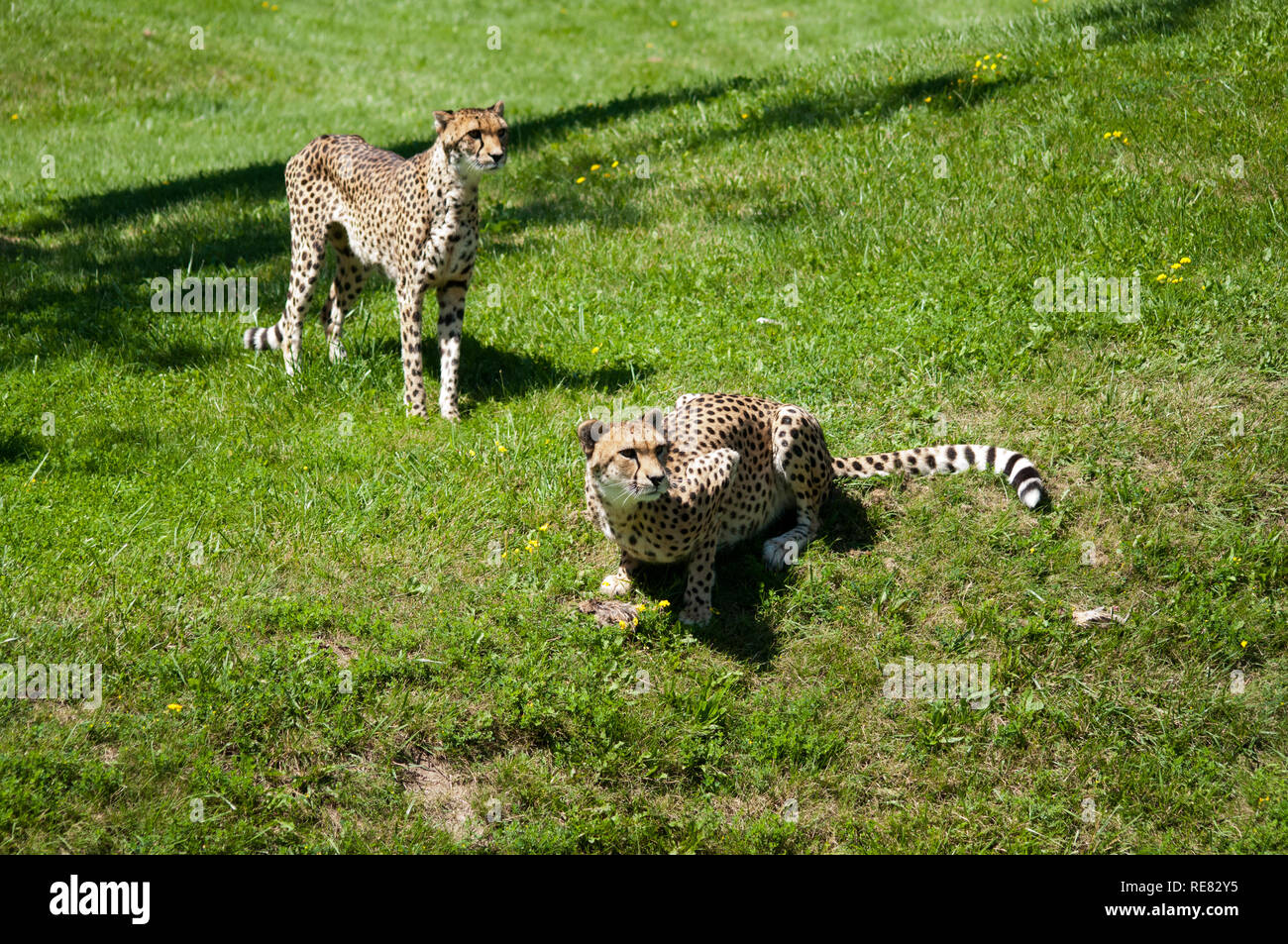 Animals in the Toronoto Zoo Stock Photo - Alamy