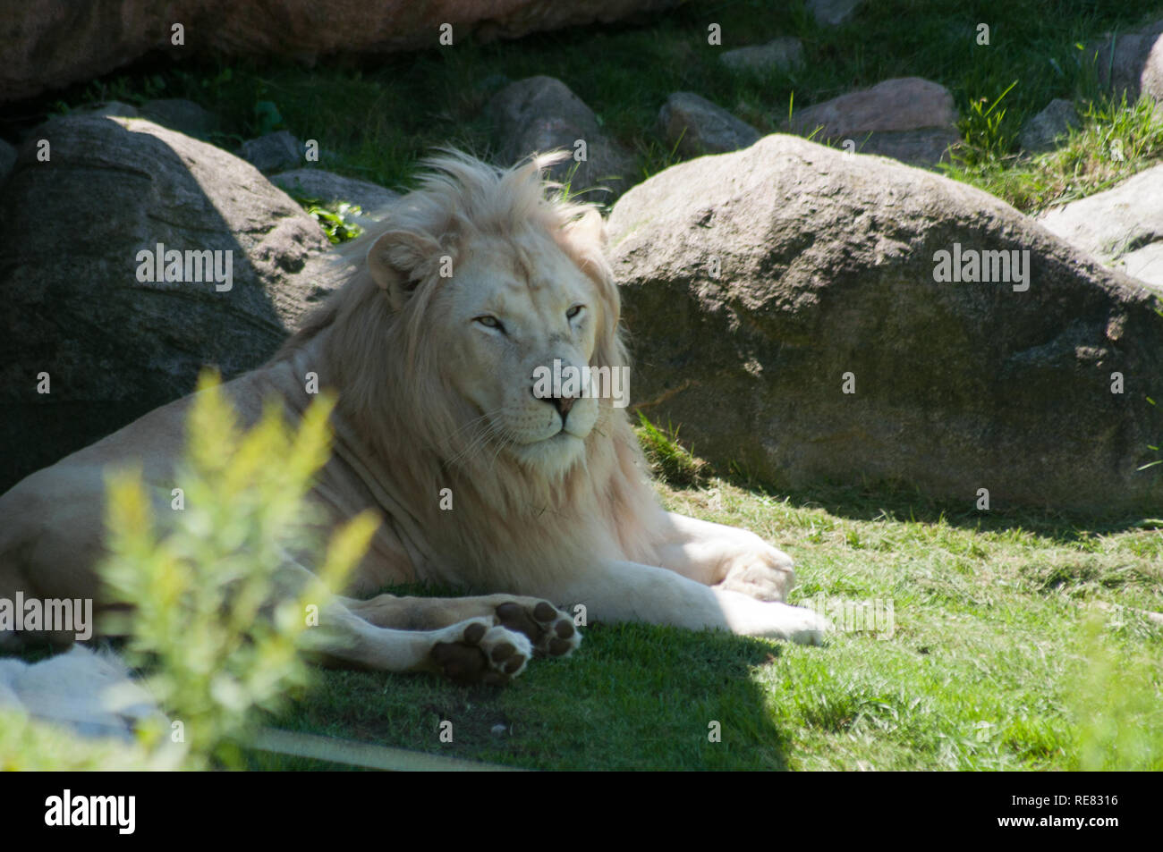 Animals in the Toronoto Zoo Stock Photo - Alamy