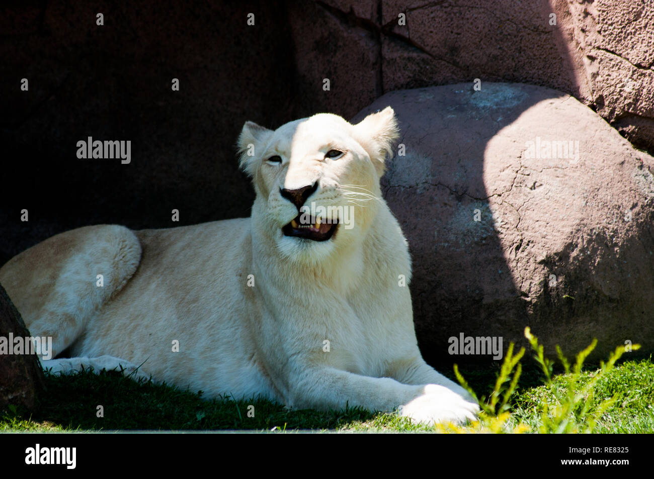 Animals in the Toronoto Zoo Stock Photo - Alamy