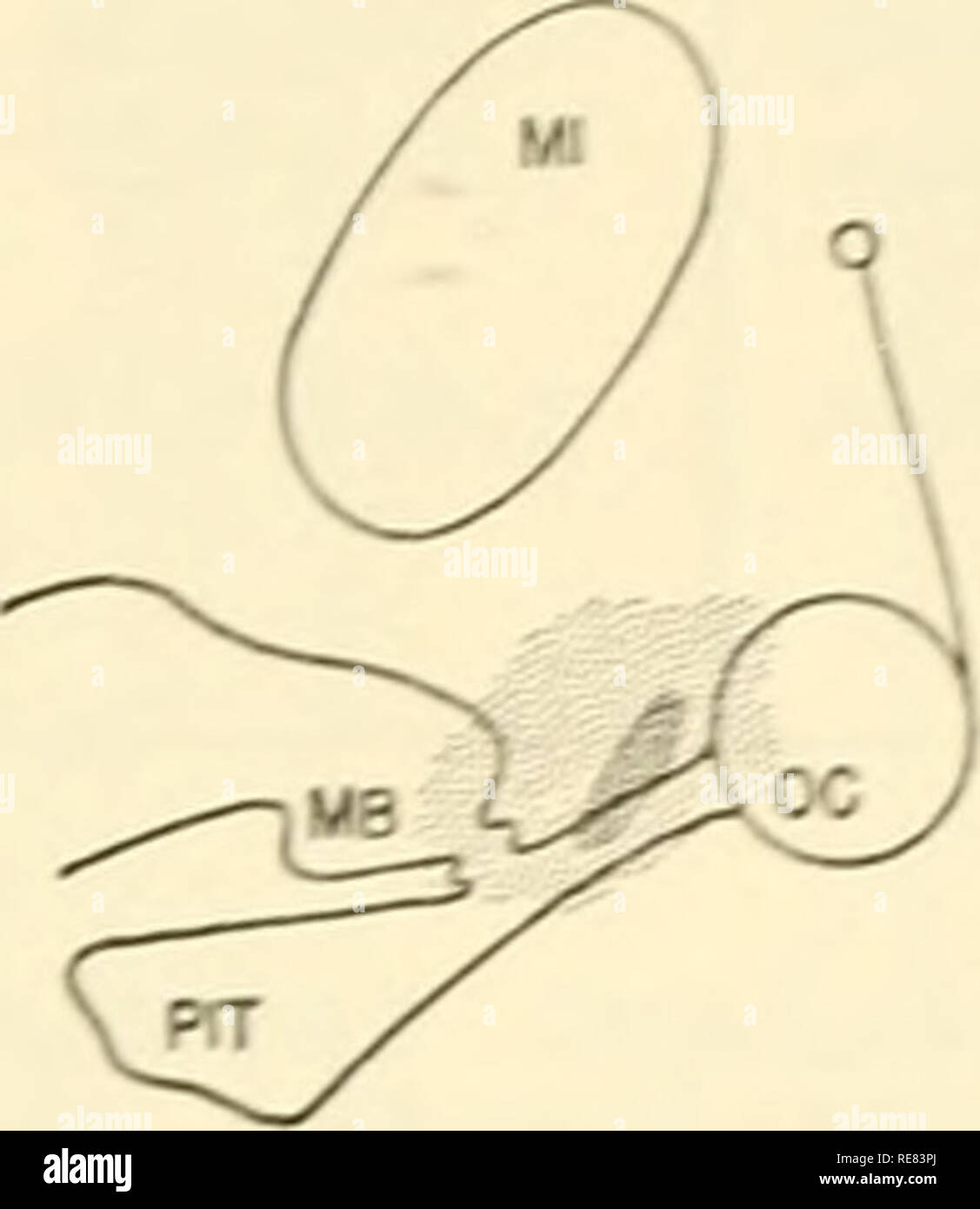 . Control of ovulation; proceedings of the conference held at Endicott House, Dedham, Massachusetts, 1960. Ovulation -- Regulation. Discussions 179 becomes anestrus after hysterectomy, and Dr. Hansel pointed out that even when ovulation is induced by administration of exogenous gonadotropins, the hysterectom- ized cow does not show behavioral estrus. This apparent species difference certainly invites further investigation. Our studies in the sheep therefore add this species to the list of animals in which a hypothalamic centre must be intact for heat to occur. This centre is probably stimulate Stock Photo