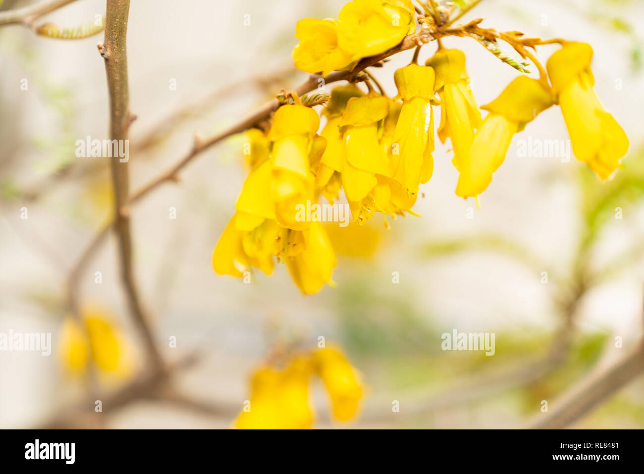 Bright yellow kowhai flowers close-up in selective focus. Stock Photo