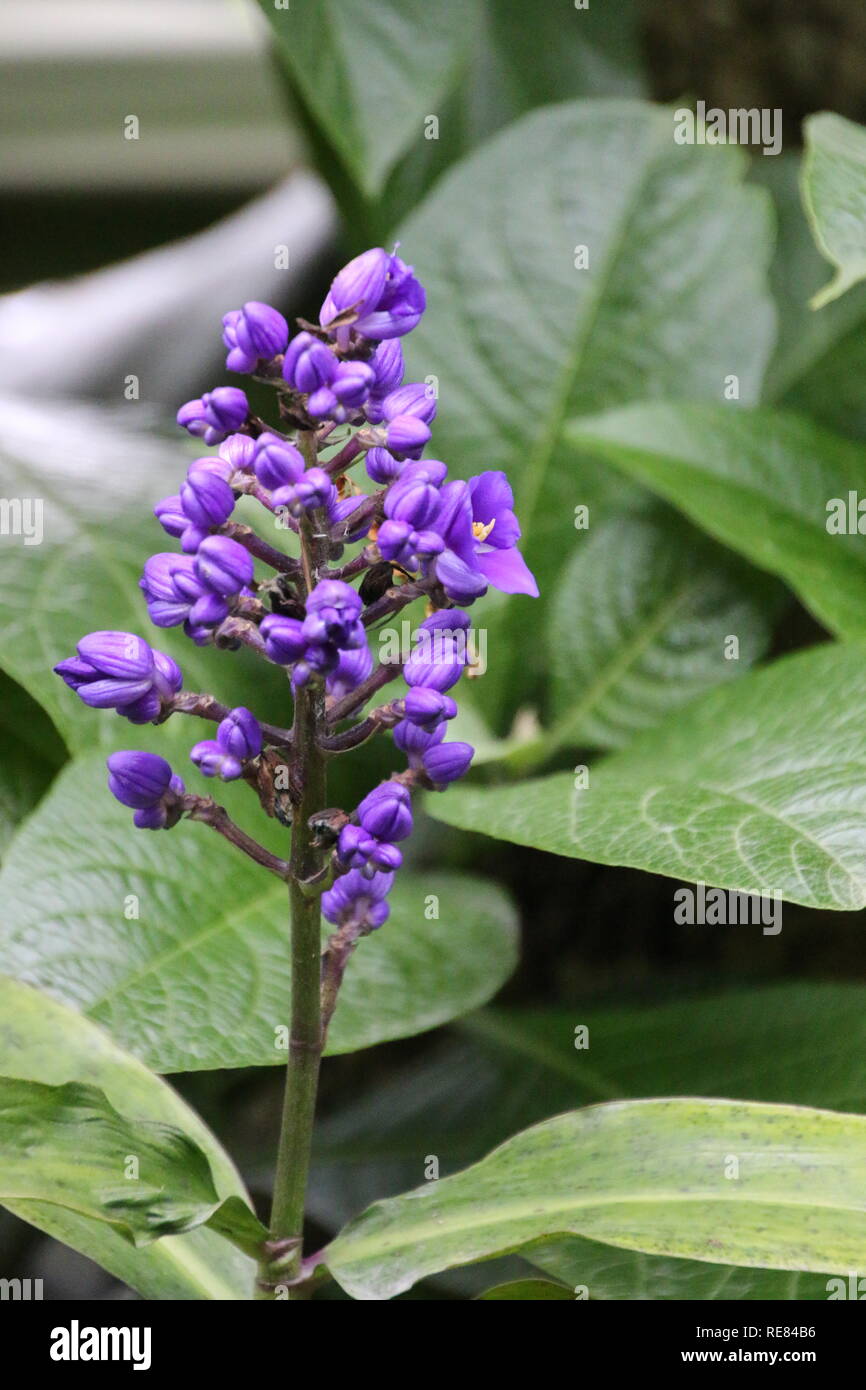 Blue Ginger flower  tropical plant Stock Photo