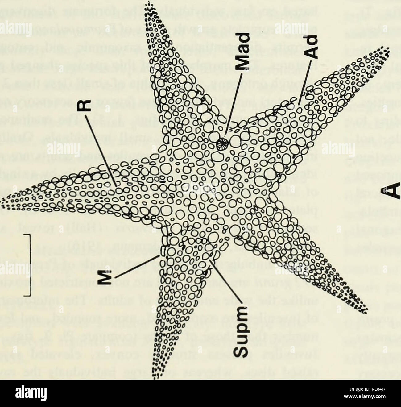 Early Llandovery Crinoids And Stelleroids From The Cataract Group Lower Silurian In Southern Ontario Canada Crinoidea Fossil Starfishes Fossil Paleontology Paleontology M Qq Co C A Ii W 5 C O U