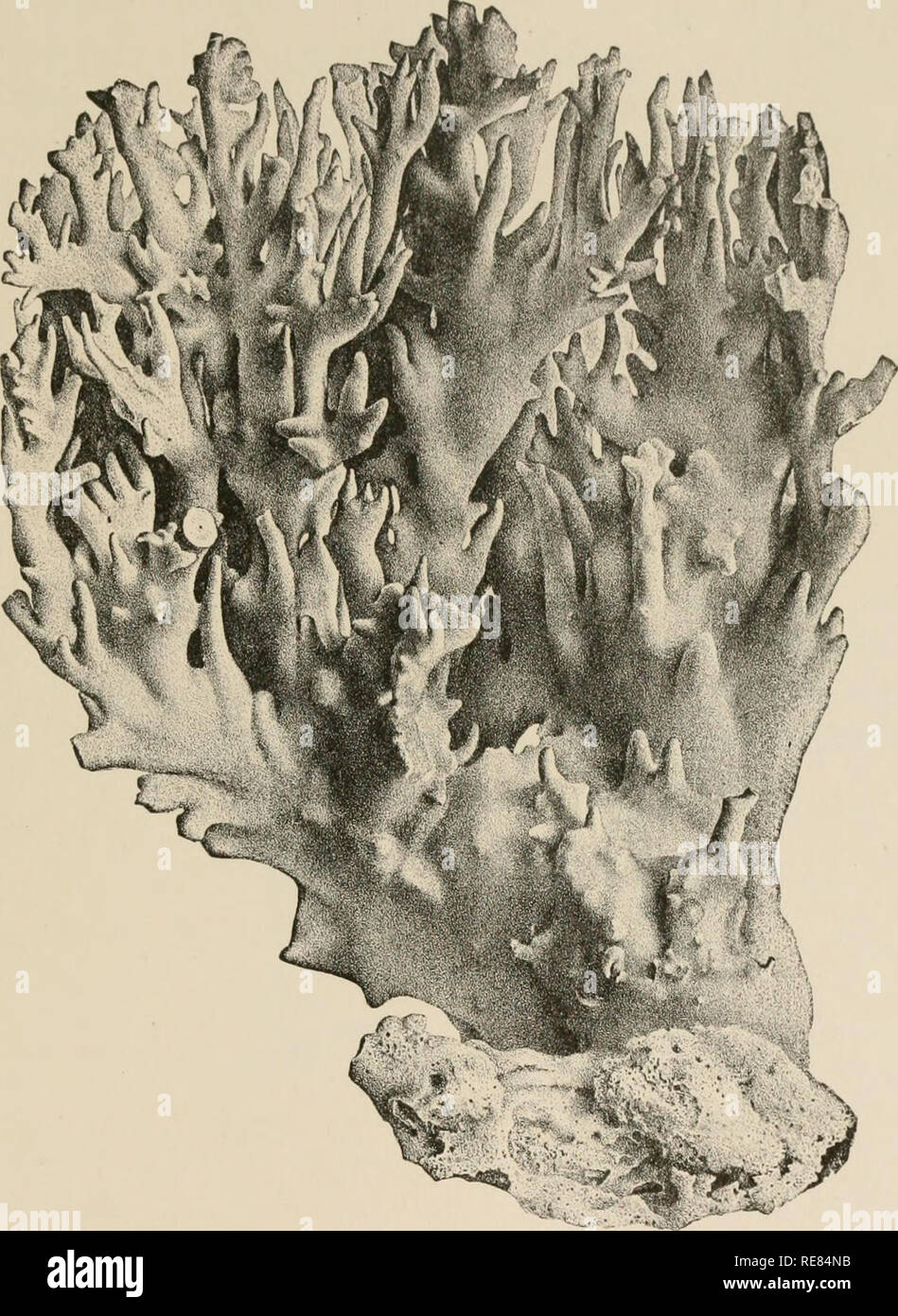 Millepora alcicornis hi-res stock photography and images - Alamy