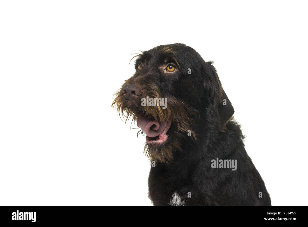 Why Does My Dog Keep Gasping For Air