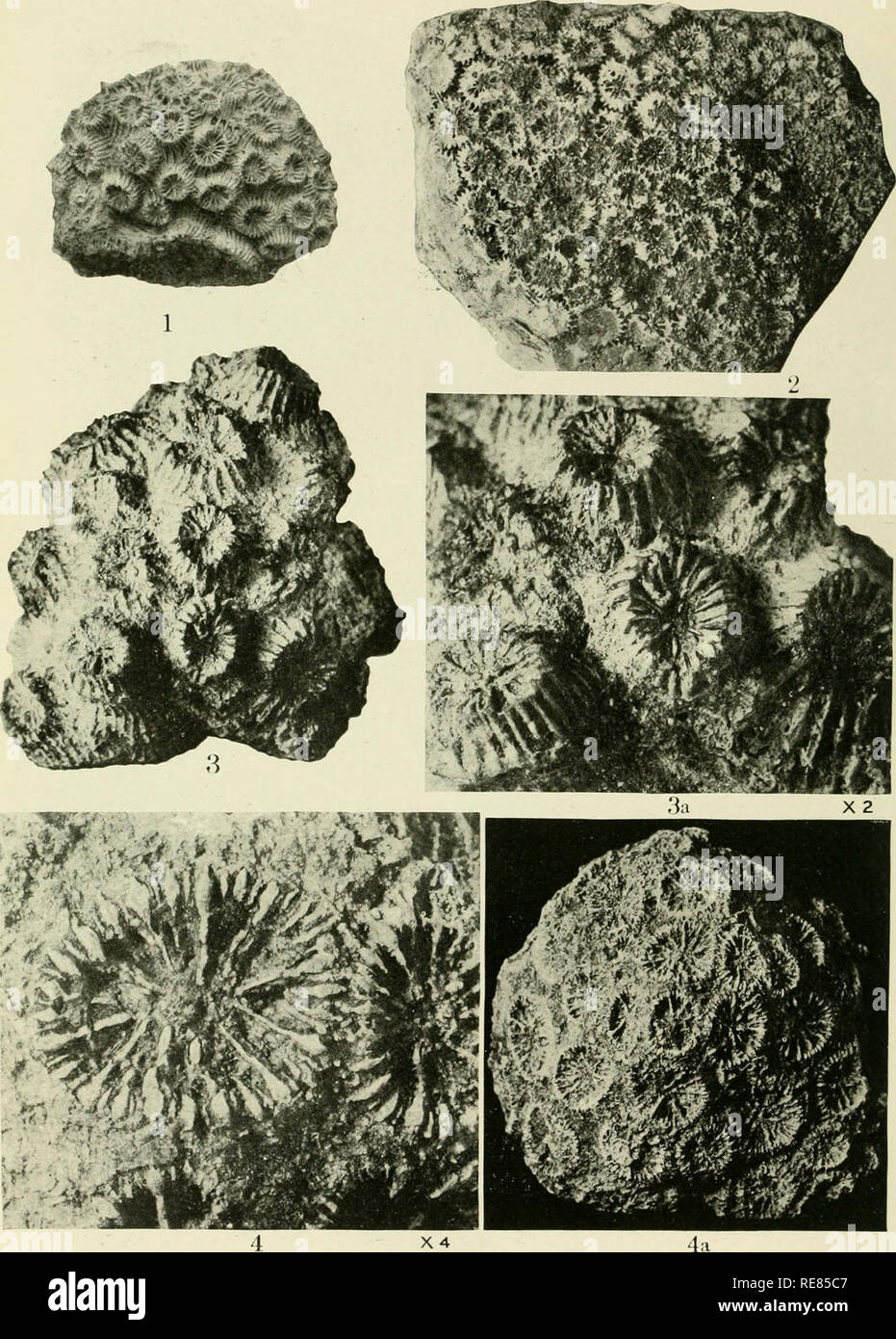 . Contributions to the geology and paleontology of the Canal Zone, Panama, and geologically related areas in Central America and the West Indies.. Paleontology; Paleontology; Paleontology. U. S. NATIONAL MUSEUM BULLETIN 103 PL. 97. Fossil Corals from Central America and West Indies. For explanation of plate see paqe 513.. Please note that these images are extracted from scanned page images that may have been digitally enhanced for readability - coloration and appearance of these illustrations may not perfectly resemble the original work.. Vaughan, Thomas Wayland, 1870-1952; United States Natio Stock Photo