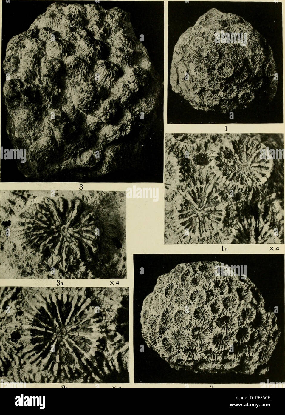 . Contributions to the geology and paleontology of the Canal Zone, Panama, and geologically related areas in Central America and the West Indies.. Paleontology; Paleontology; Paleontology. U. S. NATIONAL MUSEUM BULLETIN 103 PL. n]. 3« X 4 m MK:&gt; &gt;uj1 w B^'S '^1 mM SKB fMCr ^K^'il i i 1 »' &lt;Mkr^^^l Jtl'^^Aj ^m iS ^^ 2a X 4 Fossil Corals from Central America and West Indies. For explanation of plate see page 512.. Please note that these images are extracted from scanned page images that may have been digitally enhanced for readability - coloration and appearance of these illustrations m Stock Photo