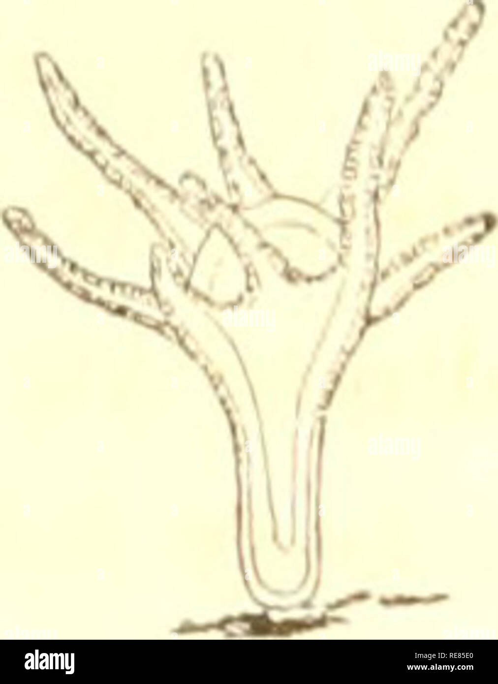. Contributions to the natural history of the United States of America ...