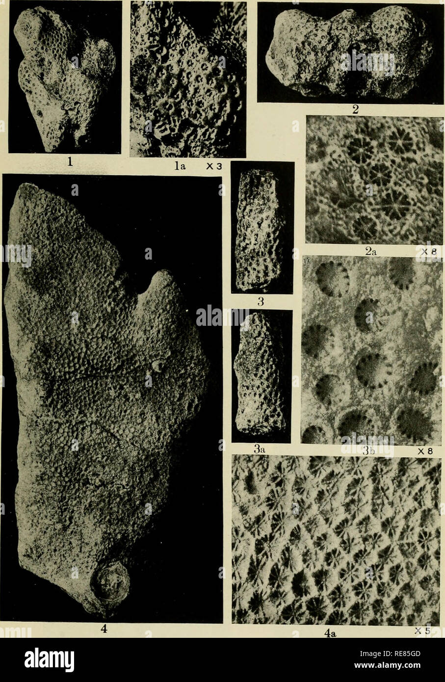 . Contributions to the geology and paleontology of the Canal Zone, Panama, and geologically related areas in Central America and the West Indies.. Paleontology; Paleontology; Paleontology. U, S. NATIONAL MUSEUM BULLETIN 103 PL. 76. Fossil Corals from Central America and West Indies. For explanation of plate see paqe B09.. Please note that these images are extracted from scanned page images that may have been digitally enhanced for readability - coloration and appearance of these illustrations may not perfectly resemble the original work.. Vaughan, Thomas Wayland, 1870-1952; United States Natio Stock Photo
