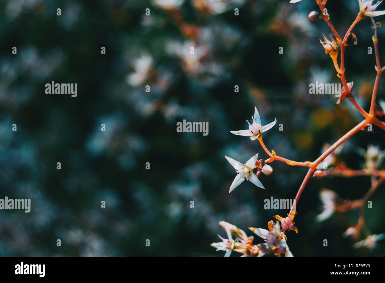 Closeup close up branch hi-res stock photography and images - Alamy