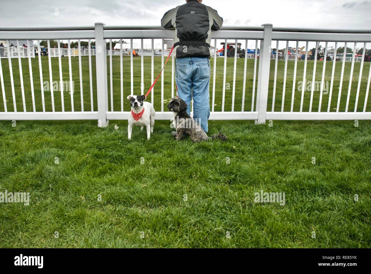 Vintage Terrier Stock Photos Vintage Terrier Stock Images Alamy