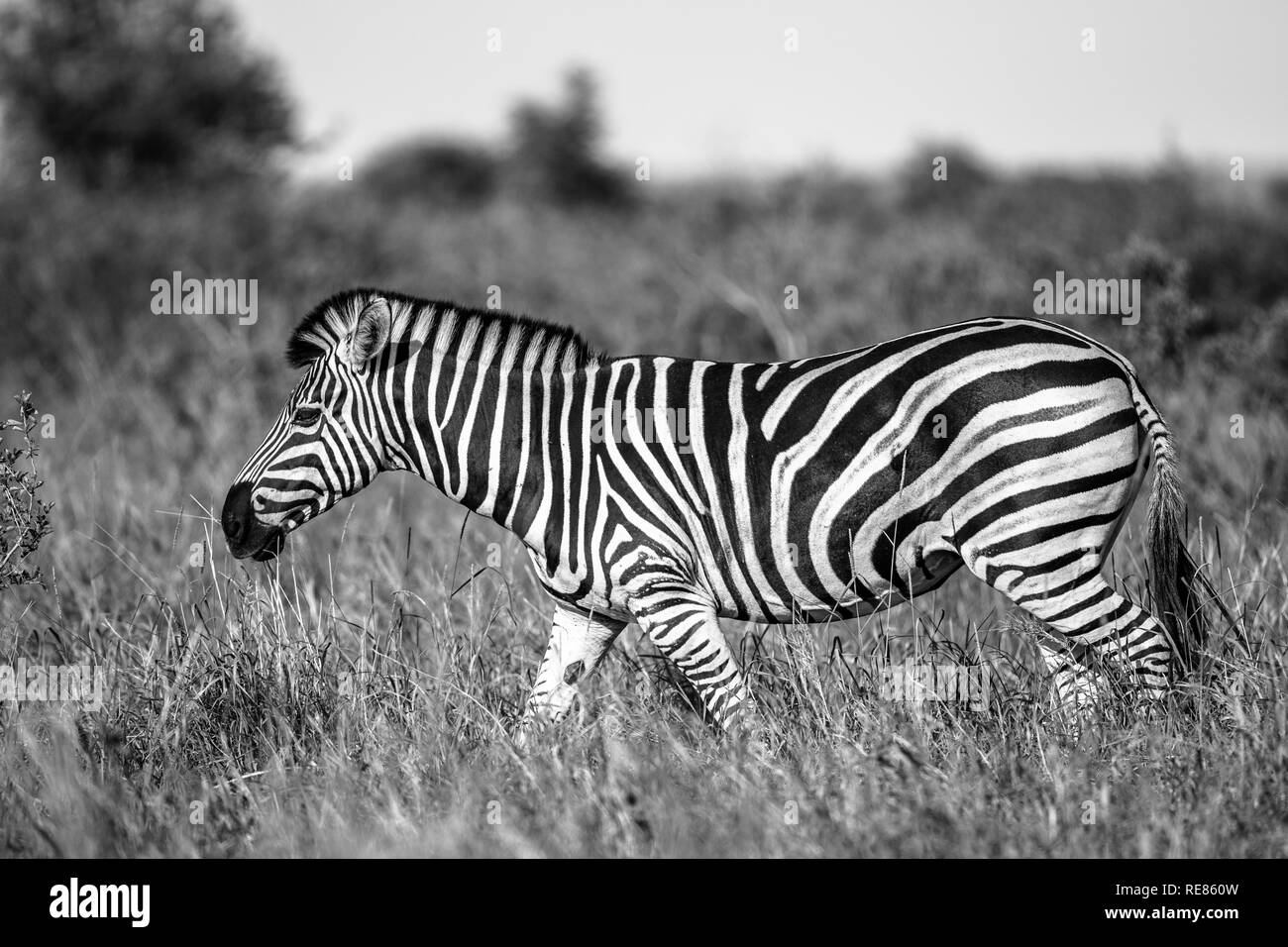 Common Zebra (Equus quagga) in black and white in Kruger national park South Africa Stock Photo