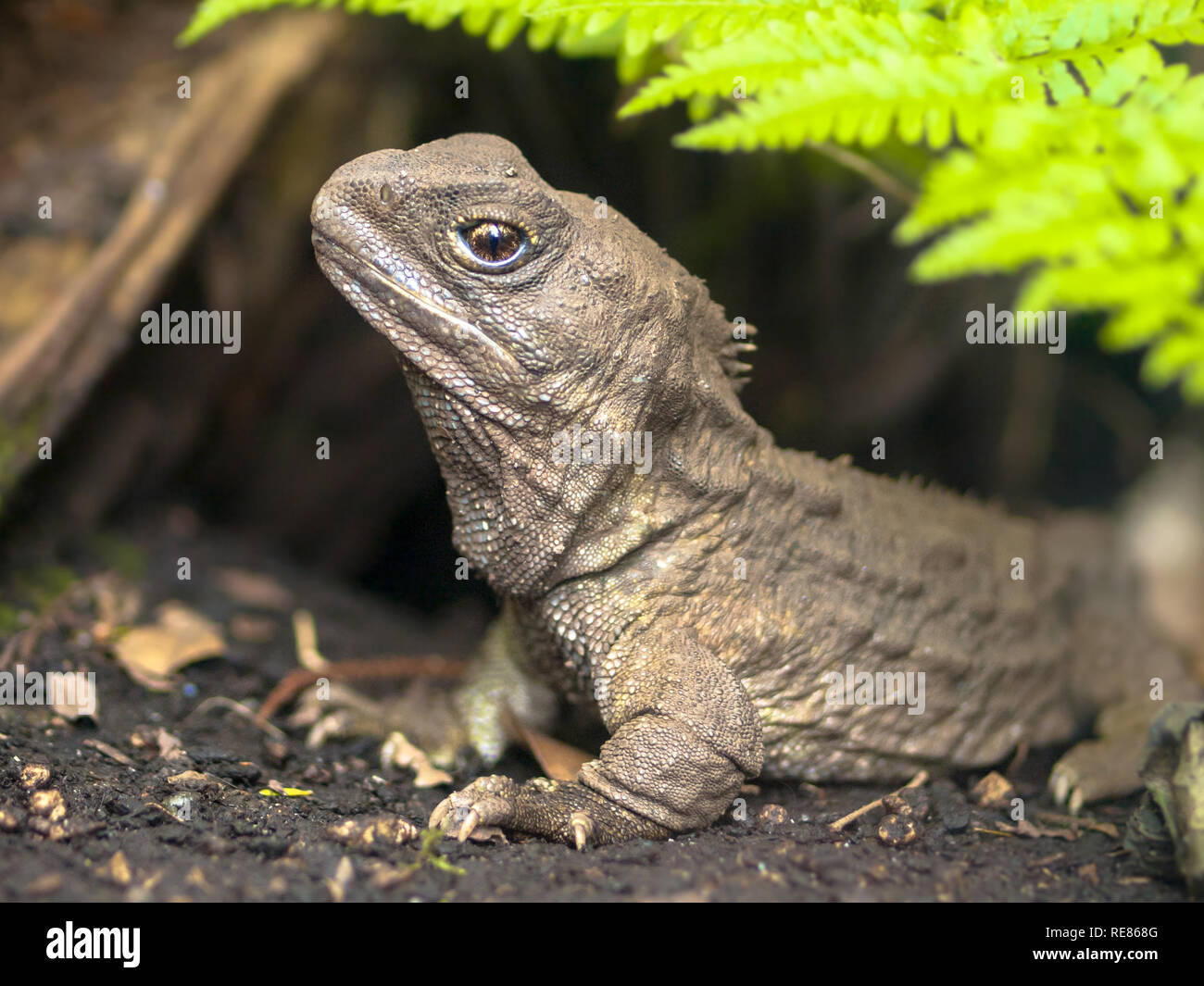 Tuatara, the living fossil, is a native and endemic reptile in new zealand. Animal in natural environment emerging from burrow Stock Photo