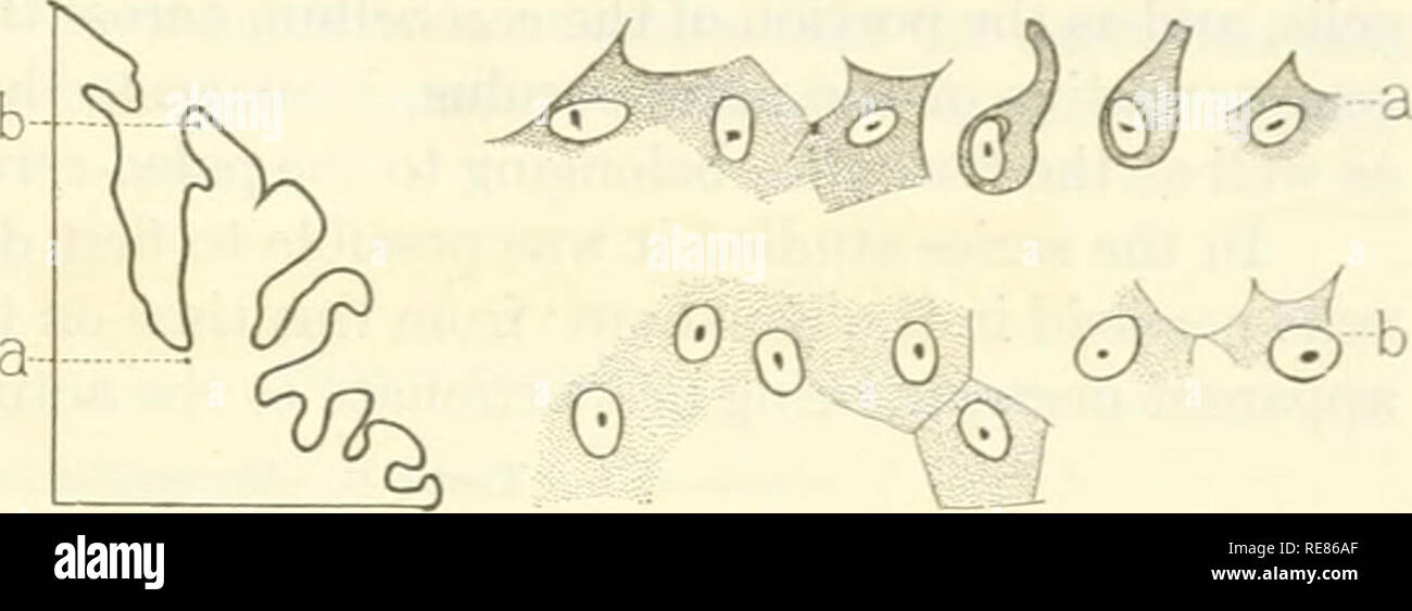 . Contributions to embryology. Embryology. THE DEVELOPMENT OF CERTAIN FEATURES OF THE CEREBELLUM. 369 in the former than in the latter. An average field in the vermis shows 36 cells, in the flocculus 22, and in the hemisphere 45. In the infant 16 days old the Purkinje cells in these three structures have maintained their relative number and size, being largest and lea.st numerous in the flocculus, smallest and most numerous in the hemispheres, and in the vermis occupy- ing an intermediate position as to size and number be- tween the two extremes. An average field in the flocculus shows 19.6 ce Stock Photo