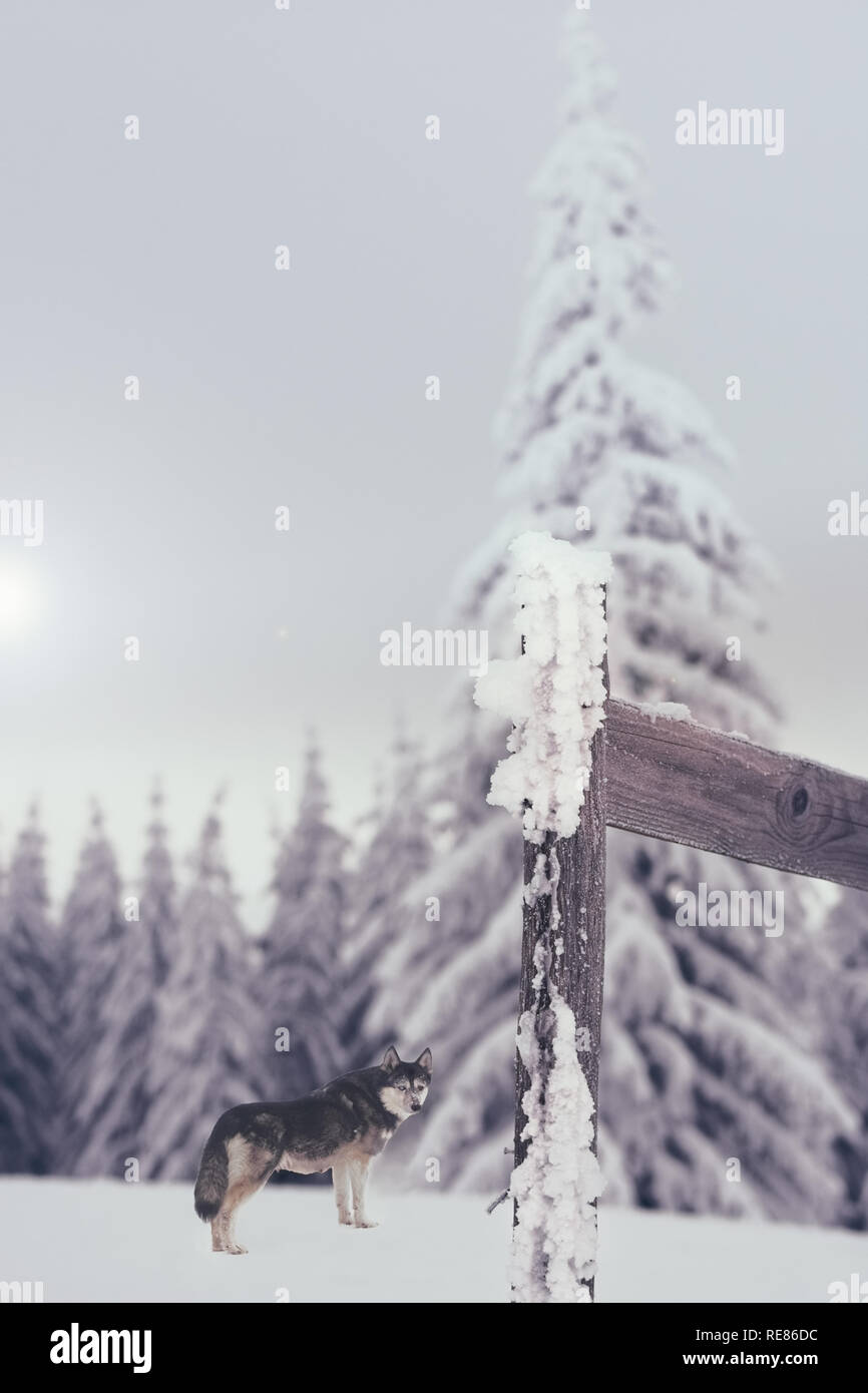 Husky dog near fir forest in winter snow Stock Photo