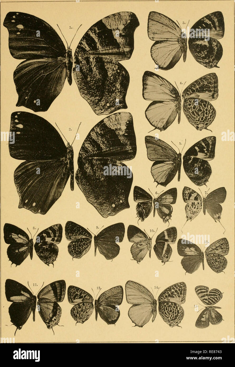 . Correspondenz-blatt des Entomologischen Vereins &quot;Iris&quot; zu Dresden. Lepidoptera. Corresp.-Bl. d. entomolog. Ver. „Iris&quot;, Dresden. Taf. IX.. ], '2. jMelau. Eibbei. 3. Amblypod. Superba. 4. A. Viola. 5, 8. A. Kühni. C. Kerauno- gramina Helena q. 7. Sitlion Fumatus. 9. A. Tiistis. 10. Jolaus Cervinus. 11, 13. A. Viviana. 12. Jolaus Kühni. 14. A. Polita. 15. Tlebeius Fasciatus. LICHTDRUCK V. r3mMLER U. JONAS, DRESDEN. Please note that these images are extracted from scanned page images that may have been digitally enhanced for readability - coloration and appearance of these illust Stock Photo