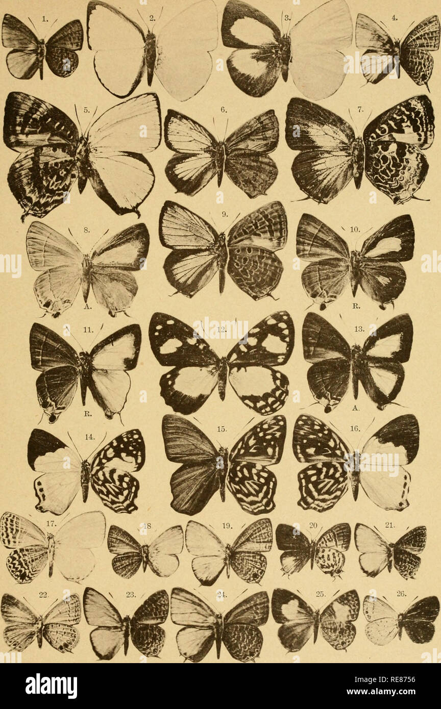. Correspondenz-blatt des Entomologischen Vereins &quot;Iris&quot; zu Dresden. Lepidoptera. Corresp.-Bl. d. entomolog. Ver. „Iris&quot;, Dresden. Taf. V.. 1. Plebeius Gracilis. 2. 3. Curetis Eibbei. 4. P. Unicolor. 5. Amblypodia Eibbei. (J. A. Violacea. 7. A. Bicolora. 9. A. Quercoides. 8. 13. Dendorix Affinis. 10. 11. D. Eibbei. 12. Abisara Albiplaga. 14. Dicallaneura Kirschi. 15. 10. Dicall. Eibbei. 17. P. Osias 18. P. Tombugensis. 19. P. Dobbeusis ä. 20. Sithon Niasica. 21. P. Fatureus. 22. P. Luzouicus. 23. 25. P. Meiranganus. 24. P. Seltuttus ä. 26. P. Tualensis.. Please note that these i Stock Photo