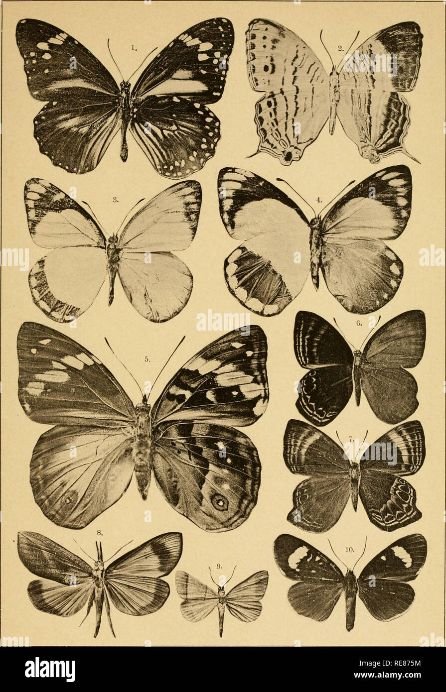 . Correspondenz-blatt des Entomologischen Vereins &quot;Iris&quot; zu Dresden. Lepidoptera. Corresp.-Bl. d. entomolog. Ver. „Iris&quot;, Dresden, Taf. II.. 1. Danaus Vorkeinus. 2. Cyrestis Kühni. 3. 4. Delias Eibbei. 5. Apaturina Eibbei. 6. 7. Abisara Celebica. 8. Hypena eximia Pag. 9. Madopa recta Pag. 10. Agar. Pagenstecheri. JjiclitdTuok von Rammler &amp; Jonas in Dresden.. Please note that these images are extracted from scanned page images that may have been digitally enhanced for readability - coloration and appearance of these illustrations may not perfectly resemble the original work.. Stock Photo