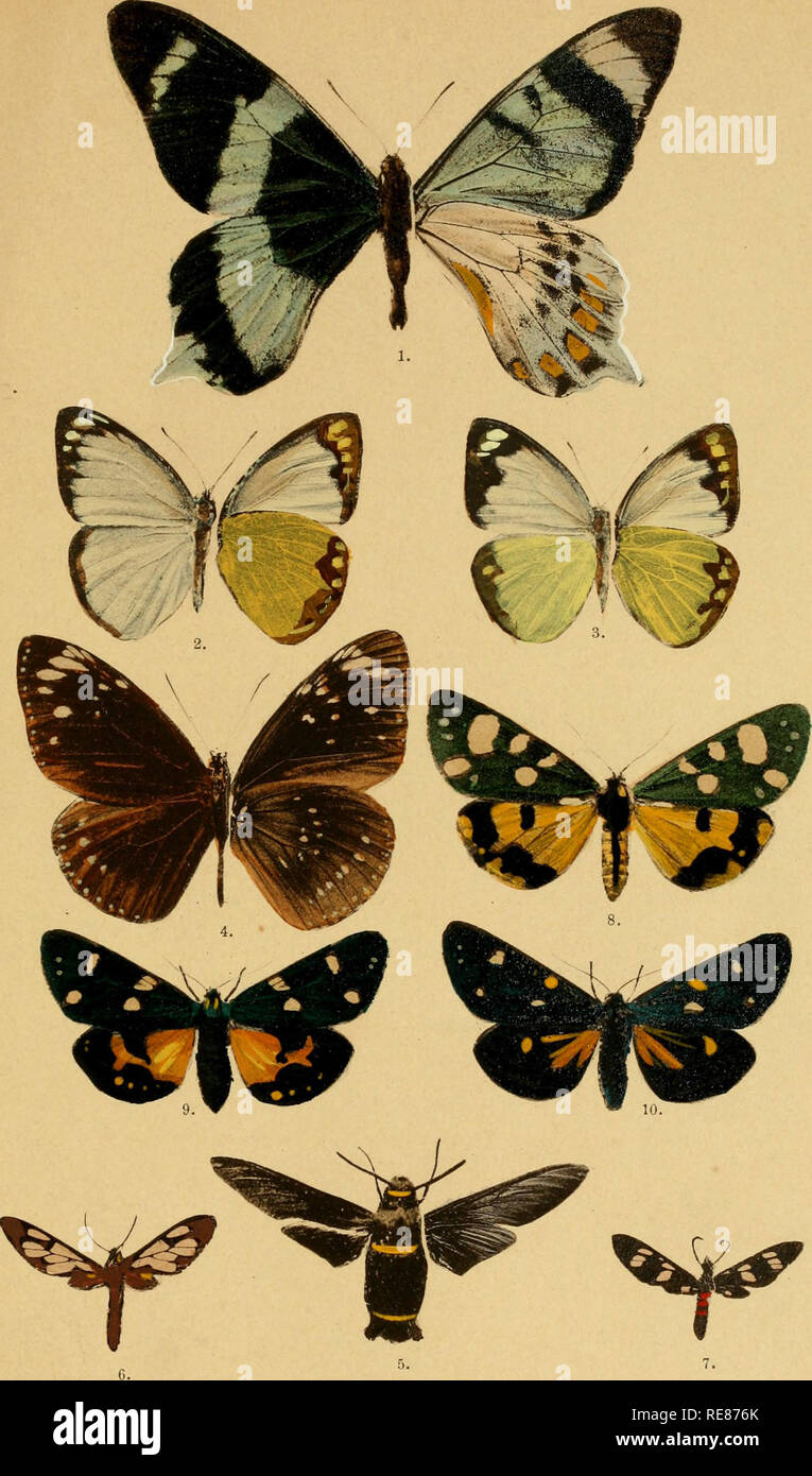 . Correspondenz-blatt des Entomologischen Vereins &quot;Iris&quot; zu Dresden. Lepidoptera. Corresp.-Bl. d. entomolog. Ver. „Iris&quot;, Dresden. Taf. T.. 1. Papilio Alcidinus Butl. 2. u. 3. Pieris Kühni. 4. Euploea Bauermanni. 5. Sataspes Ribbei. 6. Syntomis Ribbei. 7. Synt. Gracilis. 8. Calliin var. Rossica Kol. 9. var. Italica Stdfs. 10. var. Persona Hbn. Lichtdruck von Römmler &amp; Jonas in Dresden.. Please note that these images are extracted from scanned page images that may have been digitally enhanced for readability - coloration and appearance of these illustrations may not perfectly Stock Photo