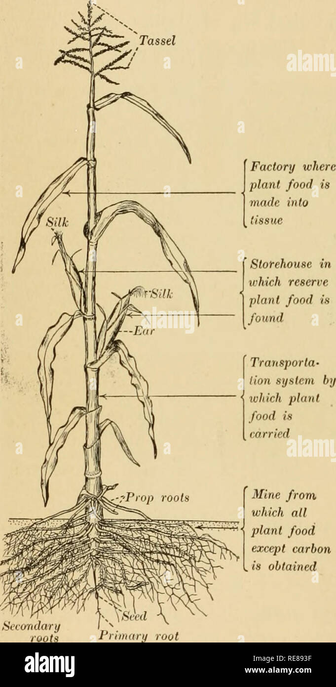 Corn Book For Young Folk Corn 54 Corn Book For Young Folk Tassel