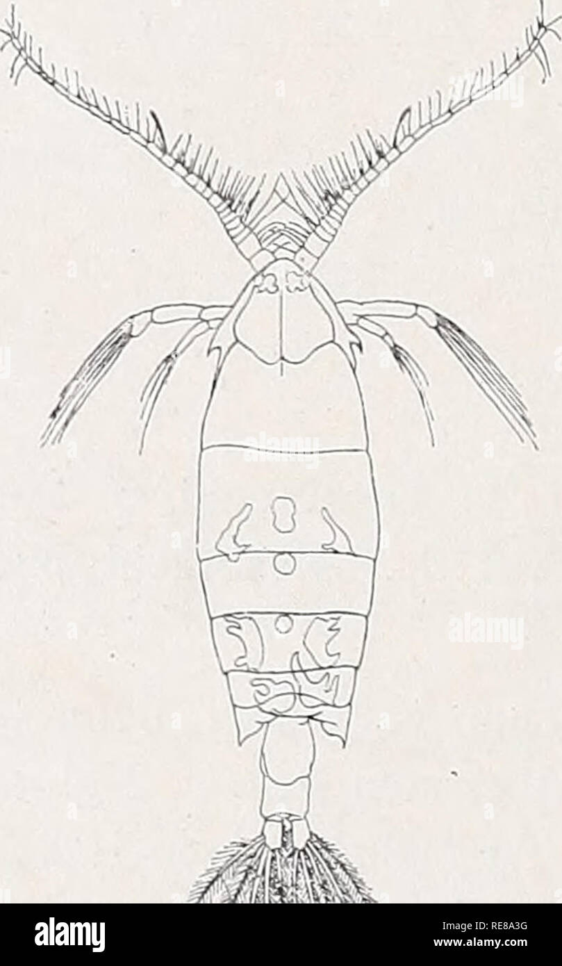 . Copepoden. Copepoda. VIII 152 v. Breemen. Pontella Dana. 9- Kopf mit Seitenhaken; 1 Paar dorsale Augenlinsen und eine Rostral- linse vor dem Ventraläuge; die ersteren sexuell nicht verschieden, letztere beim 9 zuweilen dünner als beim tf; Rostrum mit gedrungenen Zinken. Letztes Tnsegm. vom vorletzten getrennt, meist mit spitzen Lateralecken, zuweilen asymmetrisch; Abdomen 2- oder 3-gldr., asymmetrisch. 1. Antenne 24-gldr. Mandibellade mit 7 spitzen Zähnen. 1. und 2. Maxille wie bei Labidocera, aber 2. Gl. des Basp. der 1. Maxille nur 11/._. mal so lang wie der Innenrand- lobus. Maxilliped 7- Stock Photo