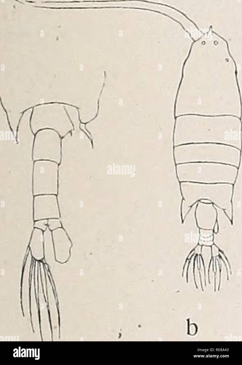 . Copepoden. Copepoda. Trib. Gymnoplea. VIII 151 cf rechts mit