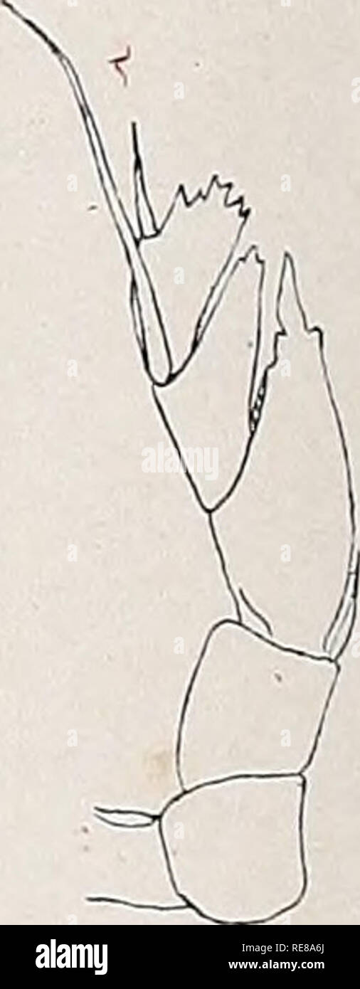 . Copepoden. Copepoda. Fig. 161. Phyllopus bidentatus. a 9 dorsal, b 5. B. 9, c 5. B 9 var., d rechtes 5. B. rf, e linkes B. cf. a, b nach Giesbrecht, c—e nach Farran. J) Die von Sars (1905) beschriebene Scottula obyssalis hat 5 mm Länge.. Please note that these images are extracted from scanned page images that may have been digitally enhanced for readability - coloration and appearance of these illustrations may not perfectly resemble the original work.. Breeman, P. J. van. [Kiel, Lipsius &amp; Tischer] Stock Photo