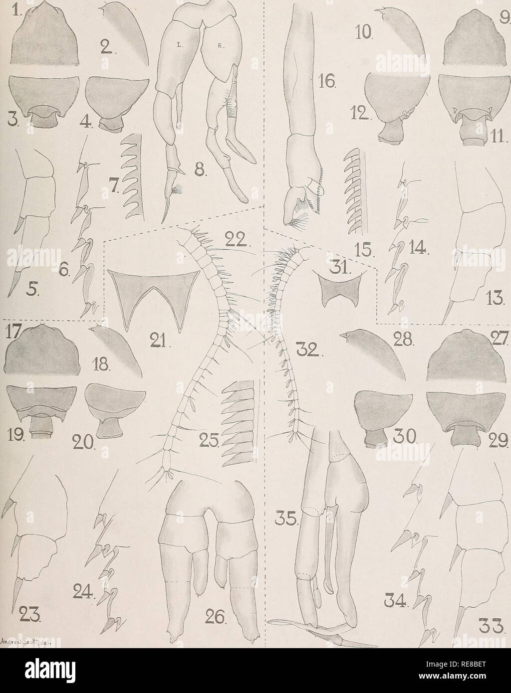 . The Copepoda of the Siboga expedition. Copepoda. Siboga-Expeditie XXIX a. A. Scott. Copepoda. XXII.. Please note that these images are extracted from scanned page images that may have been digitally enhanced for readability - coloration and appearance of these illustrations may not perfectly resemble the original work.. Scott, Andrew. Leyden, Late E. J. Brill Stock Photo