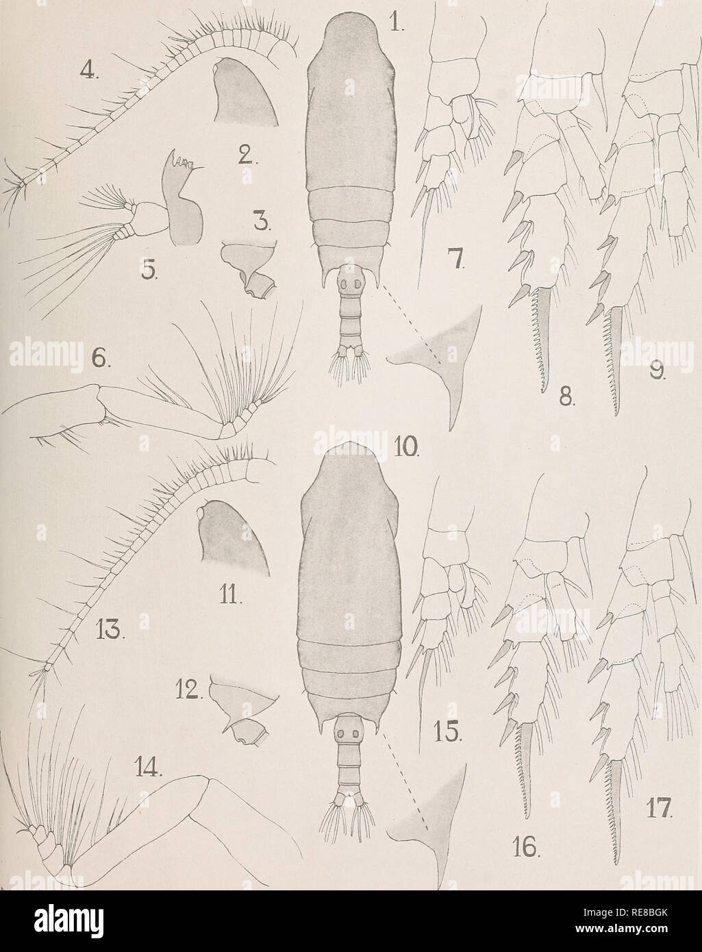 . The Copepoda of the Siboga expedition. Copepoda. Siboga-Expeditie XXIX a. A. Scott. Copepoda. XI.. -AndrtuS Scott, del. Please note that these images are extracted from scanned page images that may have been digitally enhanced for readability - coloration and appearance of these illustrations may not perfectly resemble the original work.. Scott, Andrew. Leyden, Late E. J. Brill Stock Photo