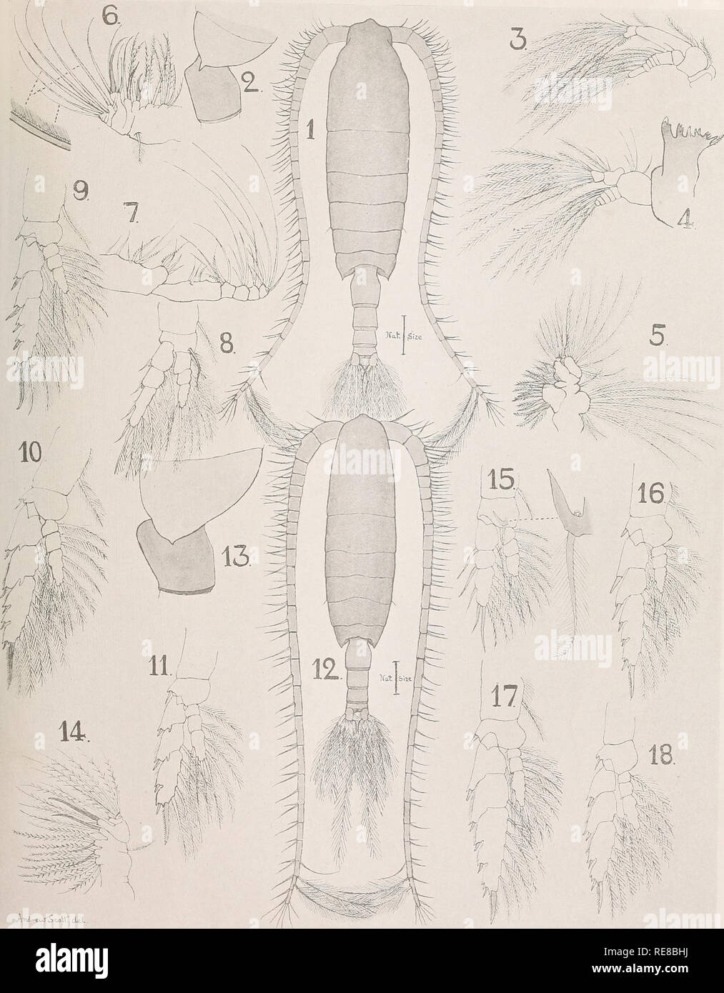 . The Copepoda of the Siboga expedition. Copepoda. Siboga-Expeditie XXIX a. A. Scott. Copepoda. I.. JUjLrC^Scattf.dW.. Please note that these images are extracted from scanned page images that may have been digitally enhanced for readability - coloration and appearance of these illustrations may not perfectly resemble the original work.. Scott, Andrew. Leyden, Late E. J. Brill Stock Photo