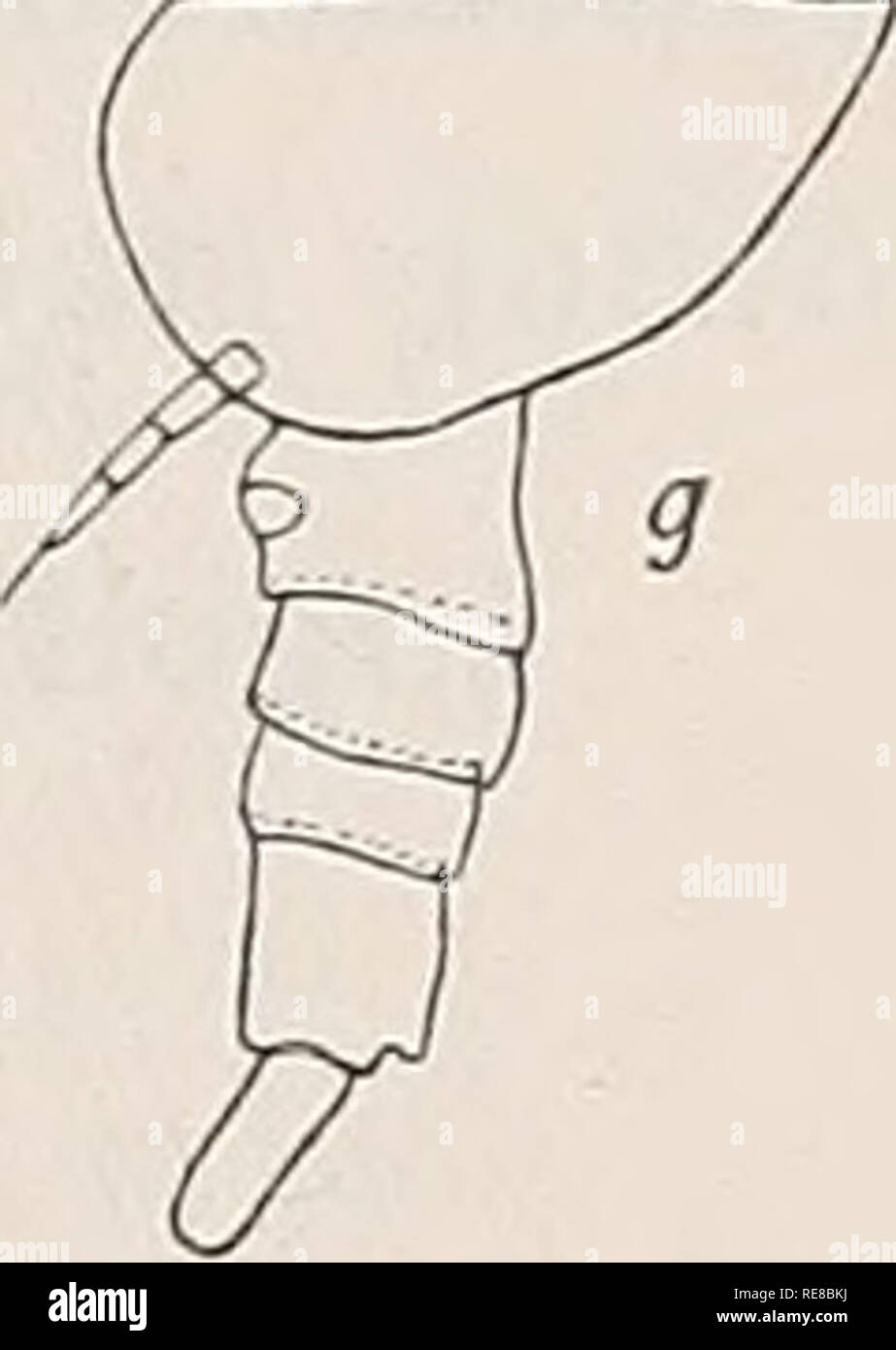 . Copepoda. Calanoida; Copepoda. Text-fig. 12. Paracalanus parvus Claus. a. f 9. Genital somite in lateral view X 90. b. yQ (Stage V). Abdomen X 90. c. y cJ (Stage V). Abdomen X 90. d. y &lt;3 pes V in anterior view X c. 400. -f. y9—d (Stage IV). Abdomen X 90. g. f 9- Abnormal specimen with well developed pes V X 90. by the less prominent first abdominal somite, and by the better developed asymmetrical fourth pair of legs (cf. Canu) (textfigs. 12 c—d). Y£—c? (St. IV). Size: (0-48-j-0-14) = 0-62 mm. This stage is easily distinguished from the pre- ceding one by the number of abdominal somites ( Stock Photo