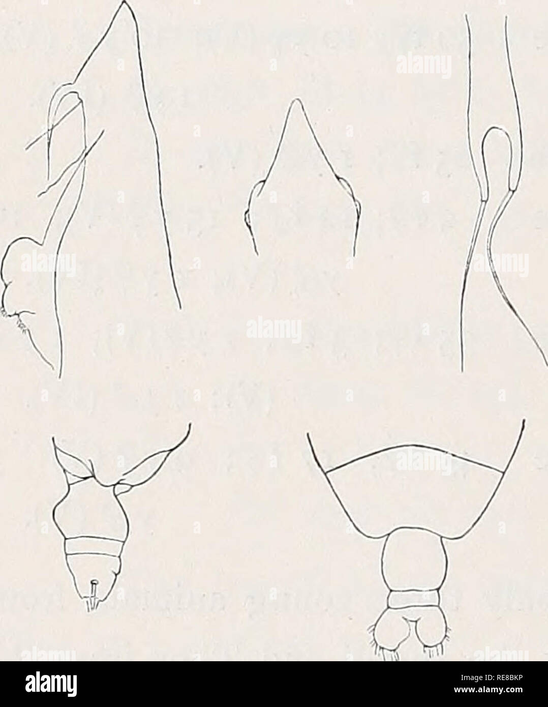 . Copepoda. Calanoida; Copepoda. 52 COPEPODA 1849. 1892. 1894. 1895. 1898. 1901. 1903. 1903. 1900. 1903. 7. Eucalanus Attenuatus? Dana. (PI. I figs. 6 a—c; text-figs. 10a—e). Calanus attenuatus n. sp. Dana. Eucalanus attenuatus Dana. Dana. — — Giesbrecht, pp. 131. — Th. Scott, pp. 28—29. — — Giesbrecht, p. 248. — — Giesbrecht &amp; Schmeil, pp. 20—21. Cleve, p. 6. Norman, p. 135. Cleve, p. 362. Wheeler, p. 167. J. C. Thompson &amp; A. Scott, pp. 242. 1903. 1905. 1905. 1905. 1906. 1908. 1908. 1909. 1911. 1910. 1912. Eucalanus attenuatus Dana. J. C. Thompson, p. — — Wolfenden, p. 996. 15- G. O.  Stock Photo