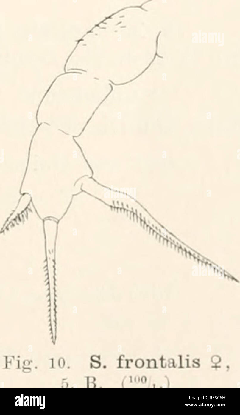. Copepoda: I. Gymoplea;. Gymoplea; Copepoda; Articulares. Scolocitlii'ix, Xanthncalamis 49 ' . Die letzten heideii 'riiscoin. getrennt; mittlere Alnlsegm. hreiter tils hing-. 1. Antenne 23-gldr., Ã¼berragt den Thorax. 2. Maxille mit wurm- fÃ¶rmigen SchlÃ¤uchen. 5. H. 2-gidr., mit ovalem, ziemlich breitem Kndgl.. woran 8 kurze Borsten. ââ d unlx'kannt. I.. :5.2 mm. (inlt' von Guinea. 28. S. seeurifrons 'l'li. Scdlt I8!Â»i3 S. s., Th. Scott in: Tr. I.inn. S,.c. London, sei-.-J /â . ti p. 47 t.4 f. 40 06; t. 5 f. 1. Stirn mit ziemlich hoher Crista. Die beiden letzten Thsegm. ge- trennt; letztes  Stock Photo