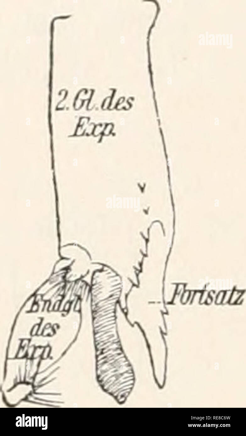 . Copepoda: I. Gymoplea;. Gymoplea; Copepoda; Articulares. 40 Euchaeta 7. E. norvegica Boeck V1864 E. prestandreae, ßoeck in: Forh. Selsk. Christian., p. 12 I 1872 E. norveijica, Boeck in: Forh. Selsk. Christian., ]&gt;. 40 | 1885 E. n., O. Sars in: Norske Nordhavs-Exp., nr. 14 ). 234 t. 19 f. 1, 2,10,11, 18, 14, 20, 21 | 1892 E. v., Giesbrecht in: F. Fl. Neapel, r. 19 p. 246 t. 15 f. 34; t. 16 f. 7, 9, 24, 33, 43; t. 37 f. 36 | 1875 i;.mrmafa, Möbius in: Ber.Komm.D.Meere, c.2 ]). 271 t. 7, 8 j 1877 E. atlanüca,. O. Sars in: Arch. Natiirv. Christian., c.2 p. 363  1886 E. glacialis, H. J. Han Stock Photo