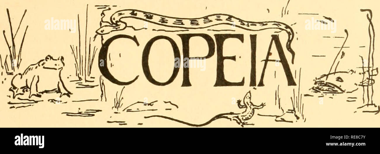 . Copeia. Ichthyology; Herpetology. New York, August 24, 1917. No. 47. Published to advance the Science of cold-blooded vertebrates DESTRUCTION OF LOG PERCH EGGS BY SUCKERS. While collecting eggs of the log perch, Percina caprodes, (Rafinesque), at Douglas Lake, Michigan, during the second week of July, schools of suckers, Catostomus commersoiui (Lacepede), were observed raiding the spawning grounds of the log perch. These suckers quietly entered the schools of log perch which were spawning in the shallow water near shore, and crowded the spawning fish aside to eat their recently laid eggs. Th Stock Photo