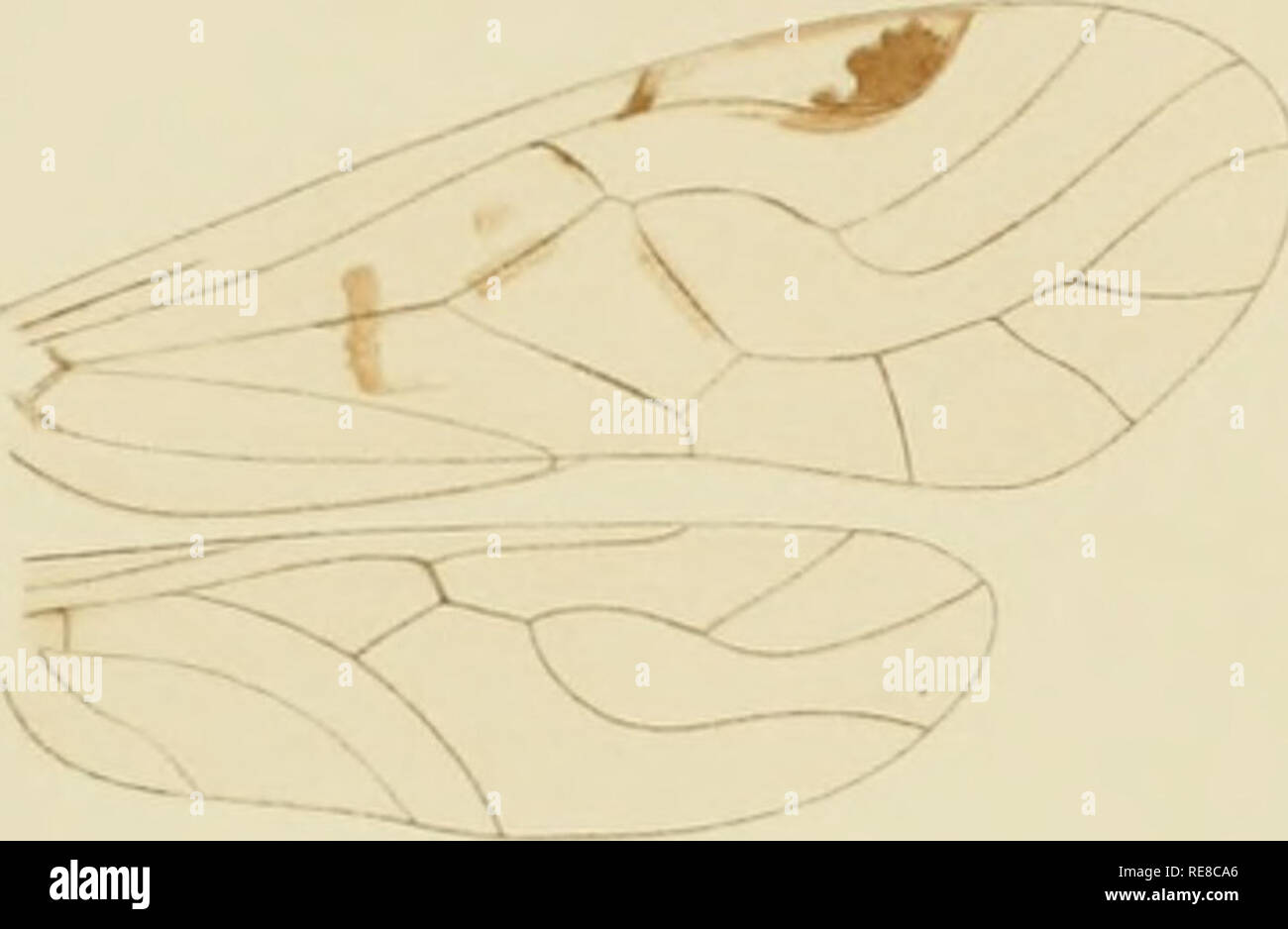 . Copeognatha. Psocoptera. t'ollrrti CopiiHjniiHuL 1(11(1 ill lu- Ã©^ tu. A^ â ;&quot;/&quot; . (Ile  llr * vr / /'/'. /Ã¯ tgl =1. Tergit. tg8 = 8. Tergit. tg9 9. Tergit. dte Dorsttlklnppe des Telson Ile Lateralklappe des Telson sgpl SubgeiMalplatte (7-S Sternil) gpS Oonopode des 8. Segments Igp9 Lalernlgonopode des 9. Scgmeuls mgp9 ilediangonopode des 9. Segments. 10. Please note that these images are extracted from scanned page images that may have been digitally enhanced for readability - coloration and appearance of these illustrations may not perfectly resemble the original work.. Ender Stock Photo