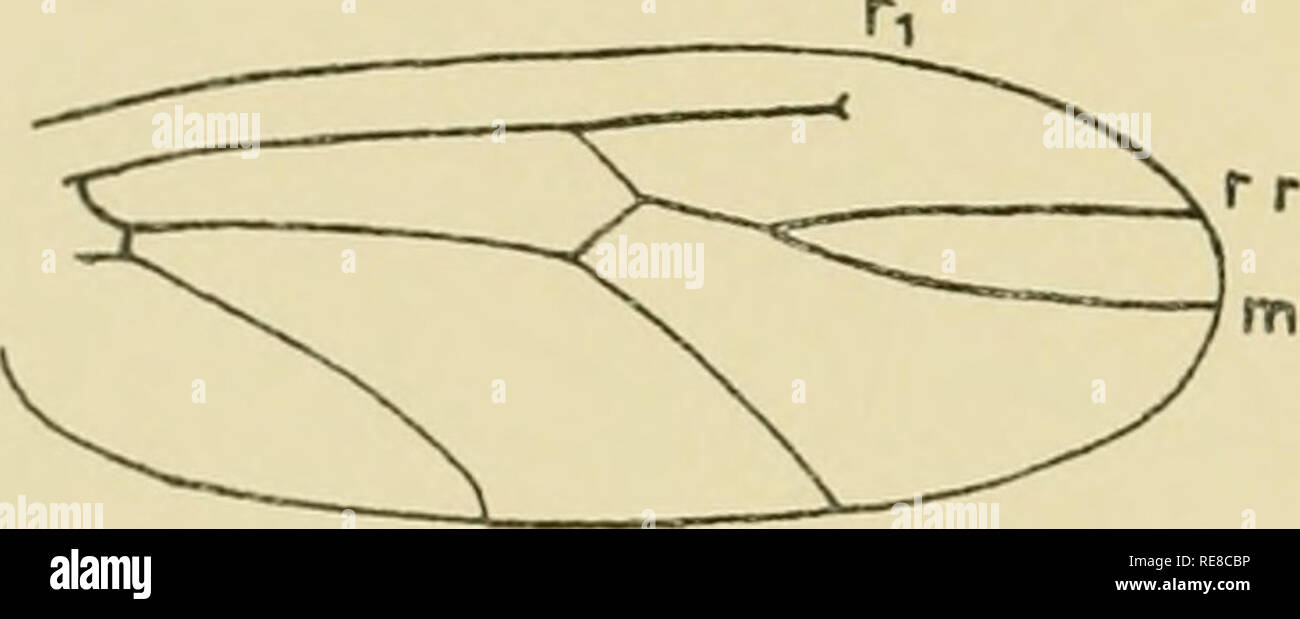 . Copeognatha. Psocoptera. i6 COI. L FA ' TJOXS SF.L 1 '.V Grapliocaecilhis Enderlein, Zool. Jaliresb. Syst., Vol. 14, 1900, p. 155, Taf. 9, Fig. 23. [Tvpus : Gr. trypetoides Enderi.., iqoo, Peru.] (Umfasst Arten mit lang behaarU'ii Adern uncl Rand des Vorderfliigels). Leptopsocus Keuter, Acta Soc. Faun. Fenn., Vo. 17, 1899, Nr. 3, p. 5. [Tvpus : L. exiginis K. = Lach. pcdiciilaria L. o', F'iiioielgeader niir wenig rediiciert iind inodificiert.] Westwood, loc. cit., p. 47 : Â« Head transverse; tarsi 2 jointed, wings o in g, 2 short in Ã§S legs slender. My lig. 59,16. Â» Die WESTWOOo'sche Gat Stock Photo