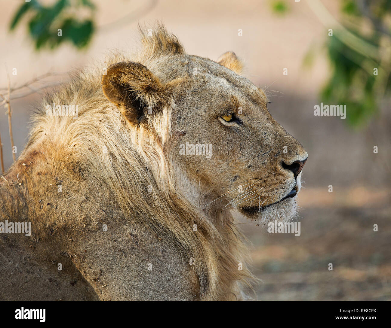 a profile of an adolescent male lion looking for prey Stock Photo