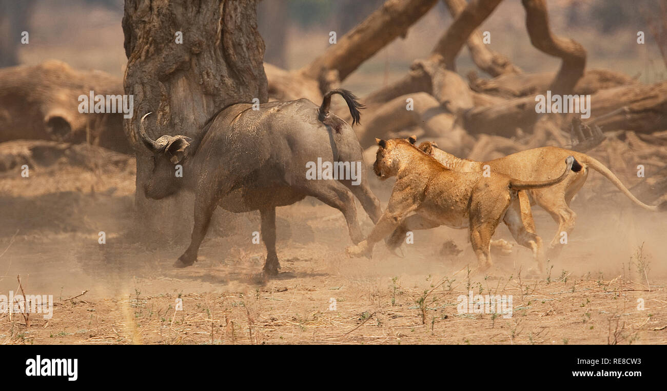 two running lionesses about to pounce on a fleeing buffalo Stock Photo