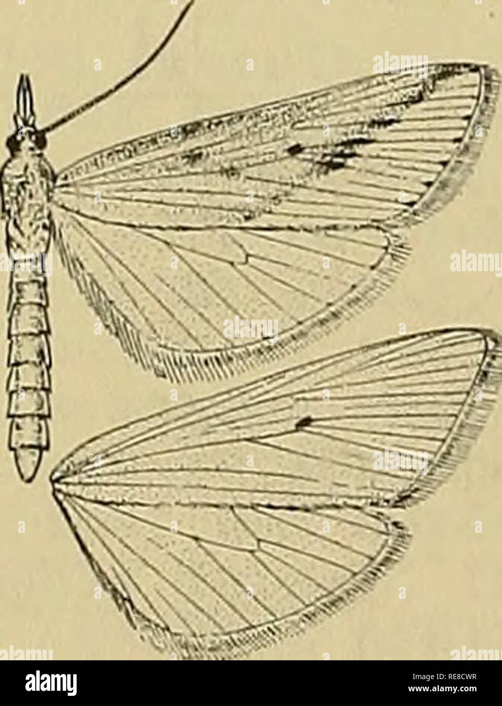 Rice stem borer hires stock photography and images Alamy