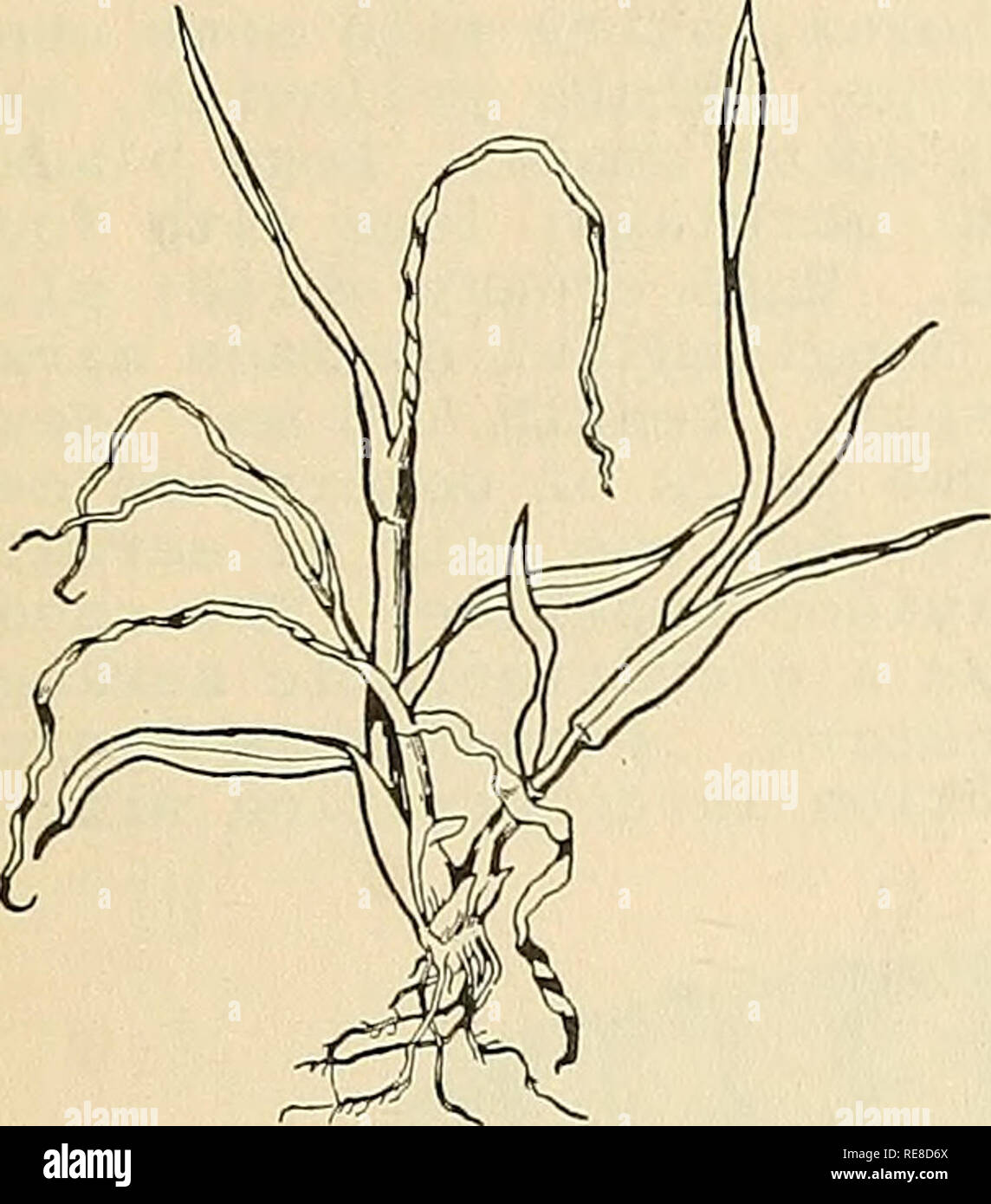 Wheat bulb fly hi-res stock photography and images - Alamy