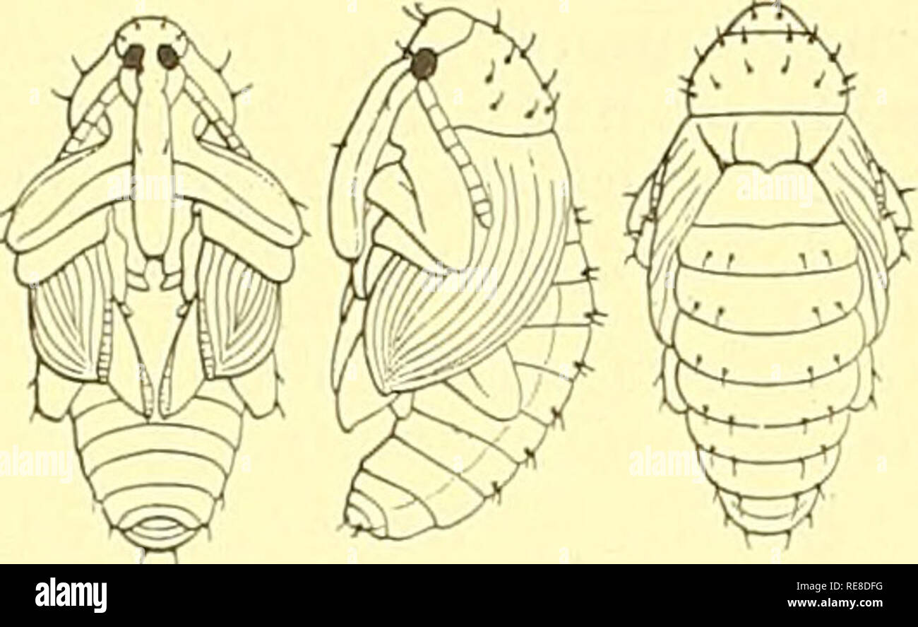 Insect pests and dense pests hi-res stock photography and images - Alamy