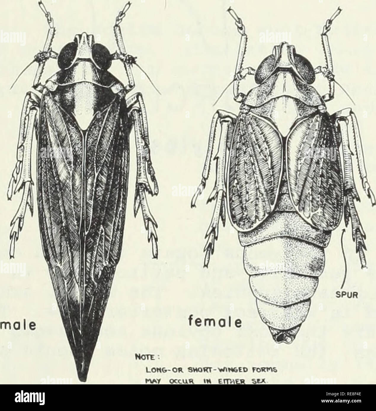 . Cooperative economic insect report. Insect pests Control United States Periodicals. - 973 - The Rice Delphacid, Sogata orizicola Muir, and Two Closely Related Species (Homoptera: Fulgoroidea: Delphacidae) The rice delphacid, Sogata orizicola Muir, is, as far as known, the sole vector of a virus disease of rice which has been called &quot;hoja blanca&quot;. This disease was first observed in the Western Hemisphere about 1954, and in the United States in September, 1957, at Belle Glade, Florida. An additional infection was found in September, 1958, at Bay Saint Louis, Mississippi. The disease  Stock Photo