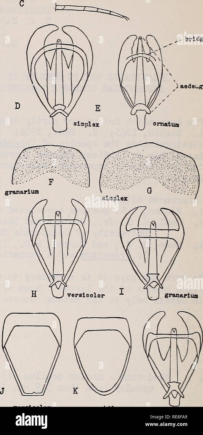 . Cooperative economic insect report. Insect pests Control United States Periodicals. 3(2). U(3). 6(5). 7(6) 8(li). Hind tarsi with basal segment as long or longer than second..TROGODERMA Berthold h Hind tarsi â with basal segment much shorter than second (C) ATTAGENUS Latreille Greatest width of male genitalia more than 2/3 the length of aedeagus (D) !&gt; Greatest width of male genitalia less than 2/3 the length of aedeagus (E) 8 Tergite of first periphallic segment almost straight at middle of distal margin(F)..6 Tergite of first periphallic segment forming an angle at middle of distal marg Stock Photo