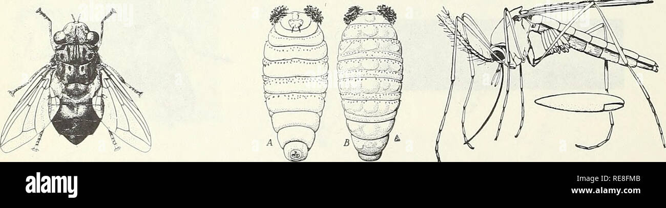 Dermatobia High Resolution Stock Photography And Images Alamy