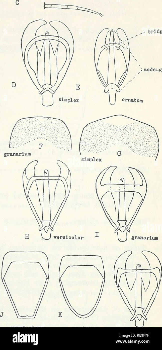 . Cooperative economic insect report; survey methods. Entomological surveys; Insect pests United States. 82 Hind tarsi vith basal segment as long or longer than second..TROGODERMA Berthold h Hind tarsi with basal segment much shorter than second (C) ATTAGENUS Latreille Greatest -width of male genitalia more than 2/3 the length of aedeagus (D) $ Greatest -width of male genitalia less than 2/3 the length of aedeagus (E)... 8 Tergite of first periphallic segment almost straight at middle of distal margin(F)..6 Tergite of first periphallic segment forming an angle at middle of distal margin (G) si Stock Photo