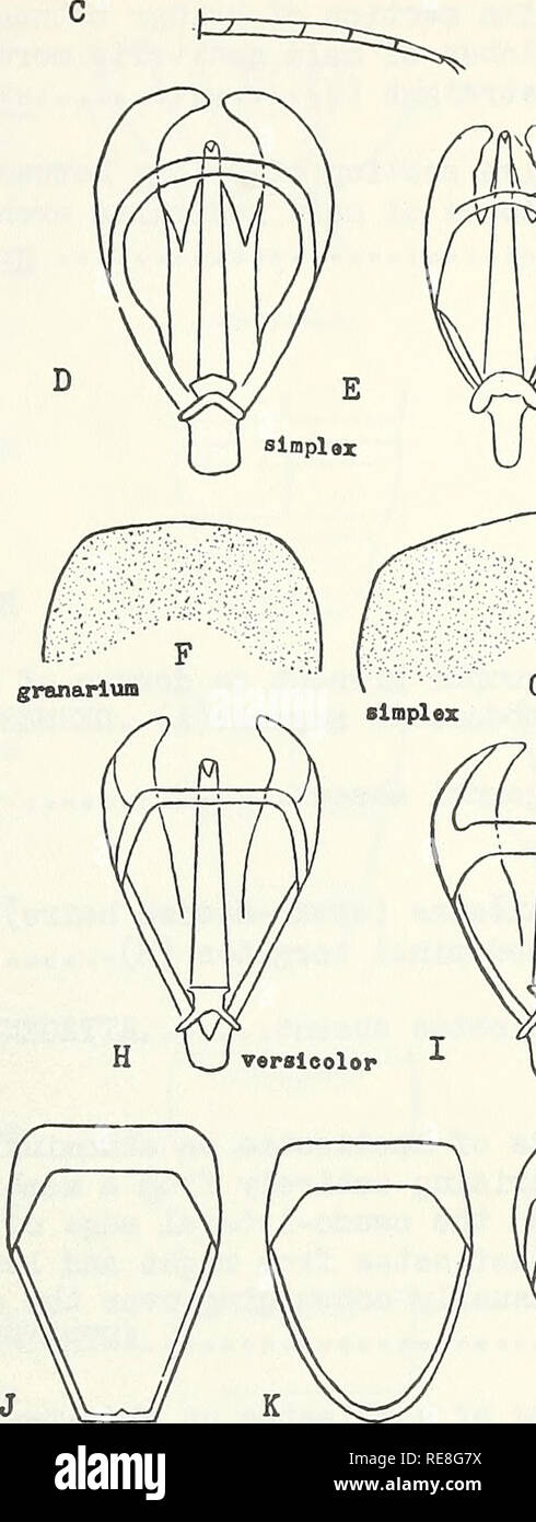 . Cooperative economic insect report. Pictorial keys. Insect pests Pictorial works. Hind tarsi with basal segment as long or longer than second..TROGODERMA Berthold li Hind tarsi &quot;with basal segment much shorter than second (C) ATTAGENUS Latreille Greatest width of male genitalia more than 2/3 the length of aedeagus (D) !&gt; Greatest &quot;width of male genitalia less than 2/3 the length of aedeagus (E) 8 Tergite of first periphallic segment almost straight at middle of distal margin(F)..6 Tergite of first periphallic segment forming an angle at middle of distal margin (G) sijnplex Jayne Stock Photo