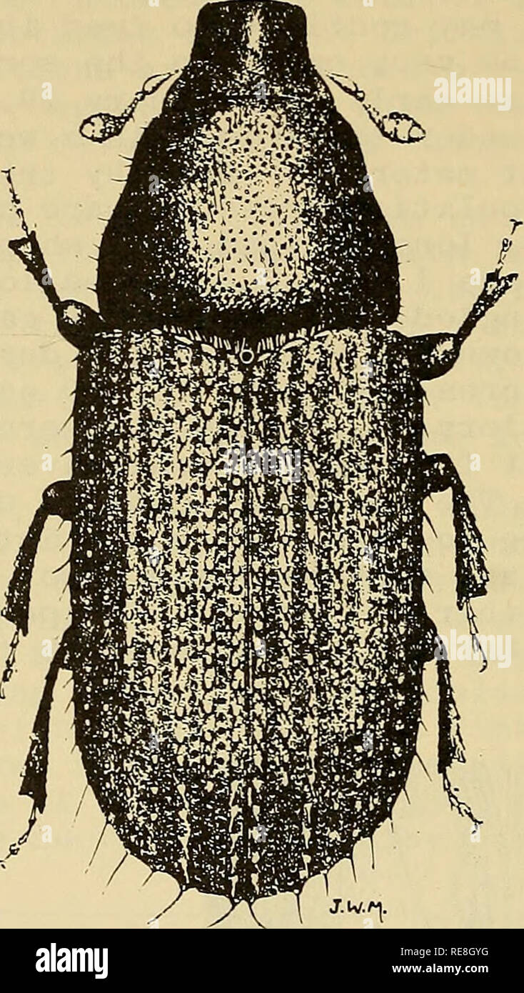 Tubercles Insect . Cooperative economic insect report. Beneficial insects; Insect pests ...